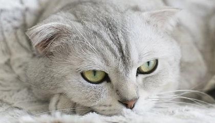 开云中国-中国篮球联赛引进多名海外球员，篮球队中国